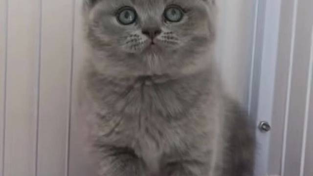 蓝猫弟弟 报价700#猫咪找家长 #求领养求带走 #猫咪领养 #英短蓝猫