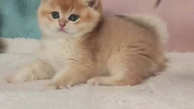 近12色金渐层弟弟 600#猫咪找家长 #求领养求带走 #金渐层 #猫咪领养