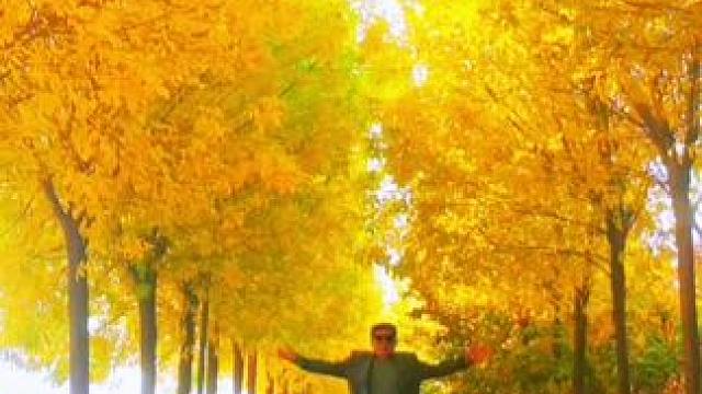 #落叶知秋风渐凉