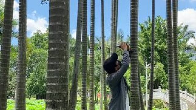 小树林试试这样拍#手机摄影 #拍摄技巧 #小树林 #治愈系风景 #随手一拍都是美景