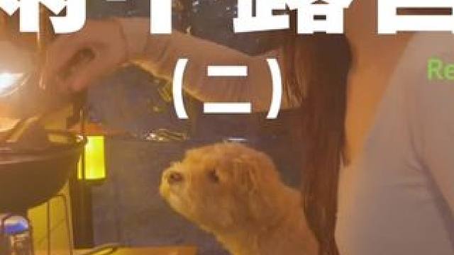 雨中露营（二）#露营 #助眠 #解压 #萌宠出道计划 #极度舒适