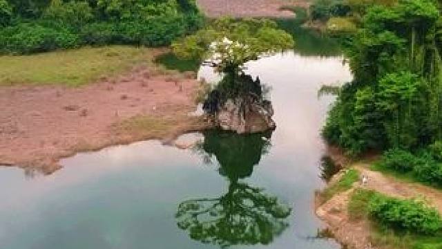 龙门天堂山水库的百年奇树，生长在一块被大自然雕琢过的独块山石上。山石从水面伸出，高出水面3米，大榕树
