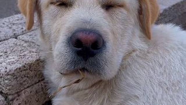 #狗狗#萌宠 #动物#压迫感#修勾