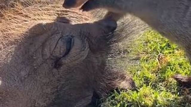 草原网红疣猪蓬蓬和丁满 #国外视频分享 #奇妙的动物 #野生动物零距