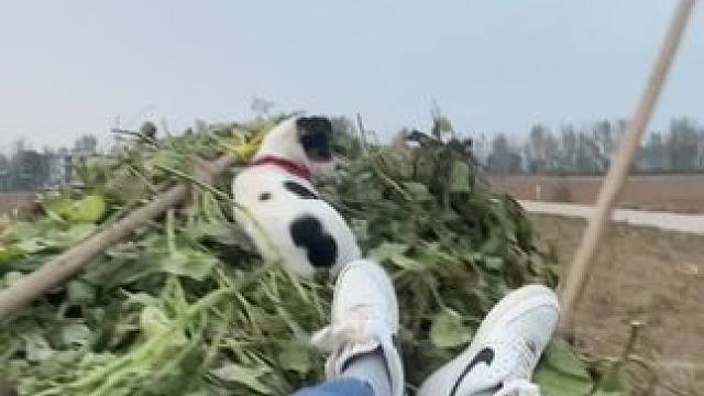 这车 给我撂沟里了 拐弯突噜了
还想赖我
说住歪了还装嫩高  #秸秆  #田间地头 #回村后的我 #