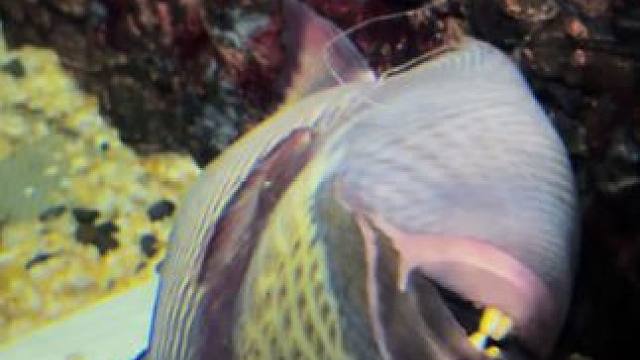 每当你以为它凉了的时候，它就会爬起来秀一下它的门牙 #第一次见躺着的鱼 #动物的迷