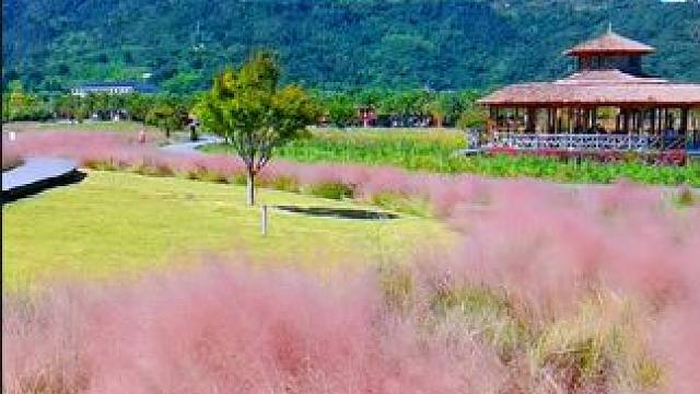 乐清北塘农业观光园粉黛乱子草，还你粉红色的回忆。