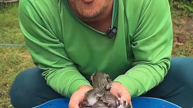 驴哥给蛋蛋蛙洗澡 #泰国美食 #户外美食 #泰国生活 #美食