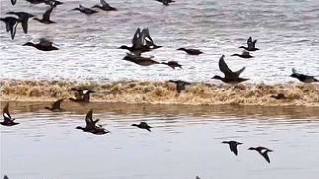 又见“老友”！冬候鸟，陆续抵达钱塘江。鸣叫声、戏水声此起彼伏，与钱塘融为一体，展现出一幅人与自然和谐