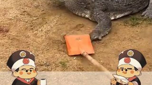 以鳄治鳄 #趣闻 #奇闻 #节目效果 #搞笑