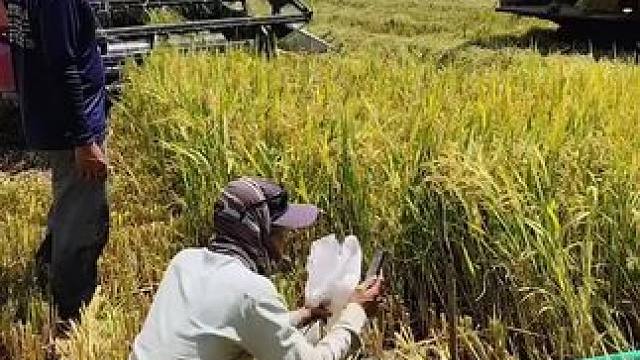 秋收抓稻香鼠 #秋收 #秋收的喜悦 #丰收的季节硕果累累 #抓田鼠