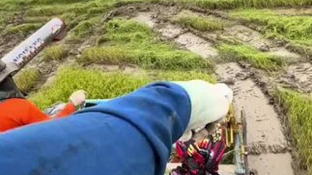 快乐的田园生活（抓田鼠） #农村生活 #收稻谷的季节 #乡野田间 #丰收的季节