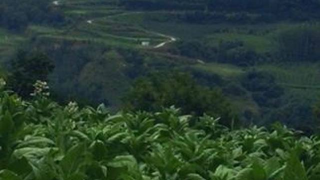 #山美水美家乡美 #乡野田间 #秀出家乡美 #灵宝#美丽家乡田园风景