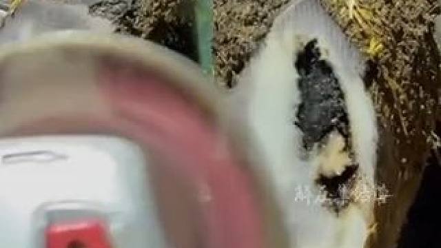 深藏不露的牛蹄，打开竟然黑了一大片#解压 #修牛蹄