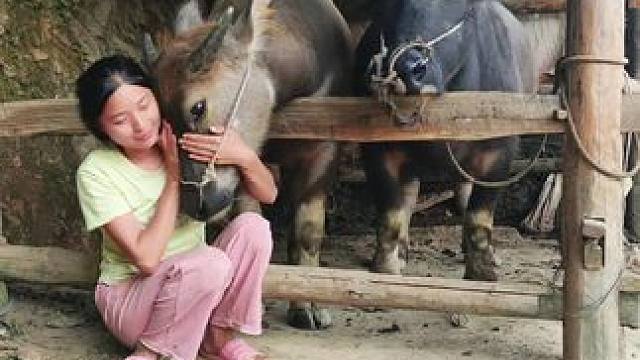 牛仔很喜欢我在旁边陪它玩#记录我的乡村生活  #放牛的生活 #田园生活