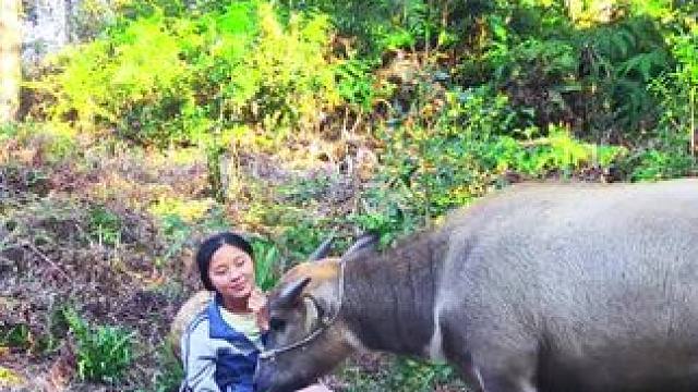 我的大山放牛日常#放牛的生活 #记录我的农村生活 #田园生活