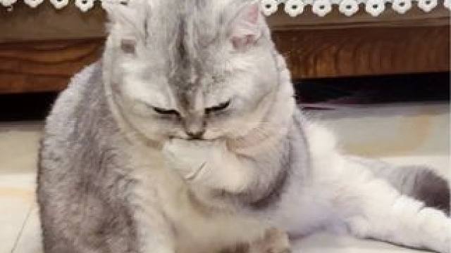 阿蛋跑完酷后啃面包 #记录猫咪日常#猫咪跑酷 #猫咪舔毛 #抖in萌宠计划