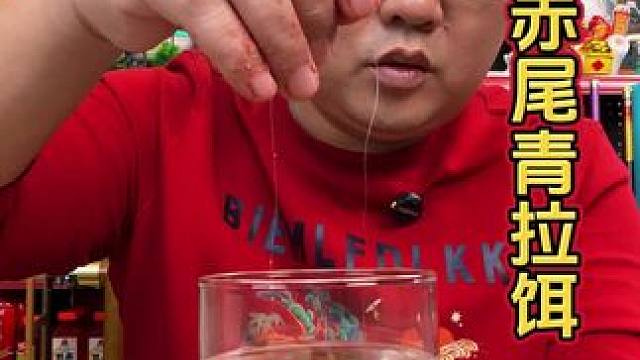 赤尾青饵料 气温低的时候，这款赤尾青的饵料，水下味型更加浓郁，而且还有鲜味，钓鲫鱼、鲤鱼更好听。#饵