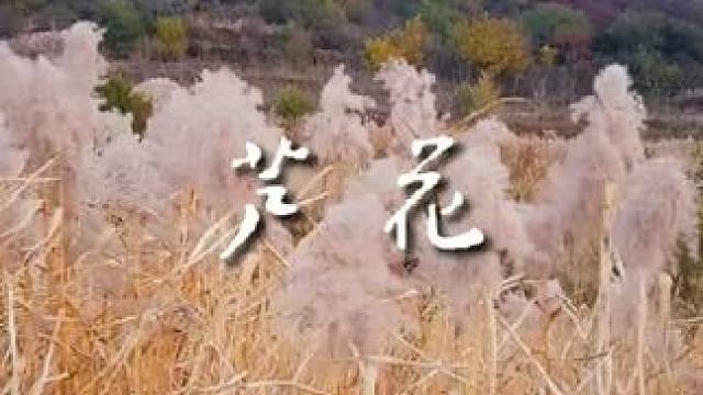 南山村到狮脑山路通了，拍这个芦花就方便了#山西阳泉