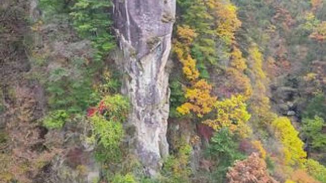这些树叶在凋零前，合伙拼凑了一片缤纷的色彩，我确定这算的上一次美丽的绽放！#人生处处是风景 #属于秋