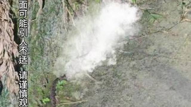 这是江湖人称烙铁头的剧毒蛇，学名原矛头蝮，中国十大毒蛇之一#户外 #危险动作请勿模仿 #胆小慎入 #