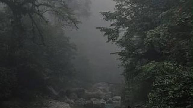 四川人有自己的哀牢山 #哀牢山 #哀牢山原始森林 #龙苍沟森林公园 #龙苍沟一日游 #龙苍沟随便赏秋