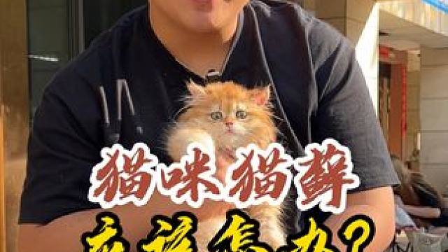 如何快速有效的治疗猫藓 今天壮实告诉你~#壮实说猫 #猫咪猫癣