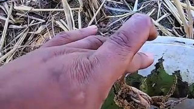 起早去地里，收获满满！ #泰国大叔#泰国生活#泰国农村生活 #泰国日常