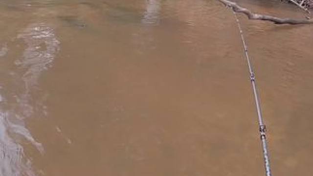 这鱼哪个钓友看了不羡慕~