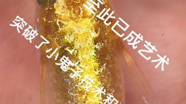 金色系列青鳉，突破了小鬼子的技术和审美双封锁 至此已成艺术！#观背青鳉 #冷水鱼 #观赏鱼 #金鱼