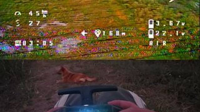 今天练习 遇到了成群的鸟儿 我也做了一会小鸟
#穿越机fpv #无人机 #鸟