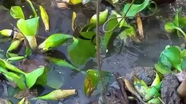 野外钓黄鳝 #户外抓鱼#户外钓鱼#户外抓鱼