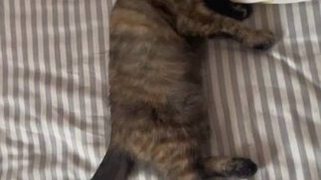 发一下鼻嘎的近况
#记录猫咪日常 #悠闲的摆烂小猫 #世界不能没有猫猫 #领养代替购买 #评论区看看