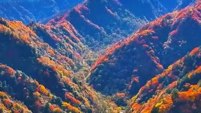 11月的唐家河层林尽染，我在唐家河等你看彩林。#分享一份秋天给你 #一帧中国·大美广元#熊猫家园大美