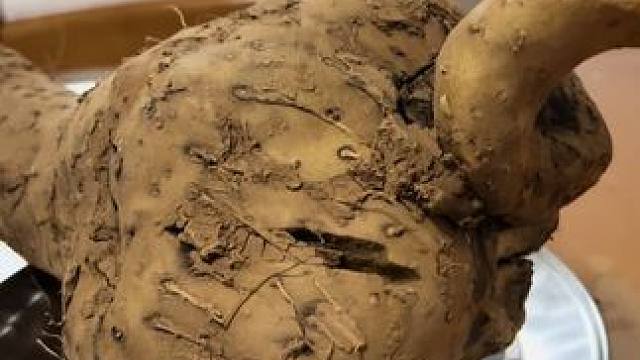 野生山药在你眼里像什么？葫芦、地瓜、土豆、天鹅……#野生山药 #山药营养价值 #现挖现发 #挖不完真