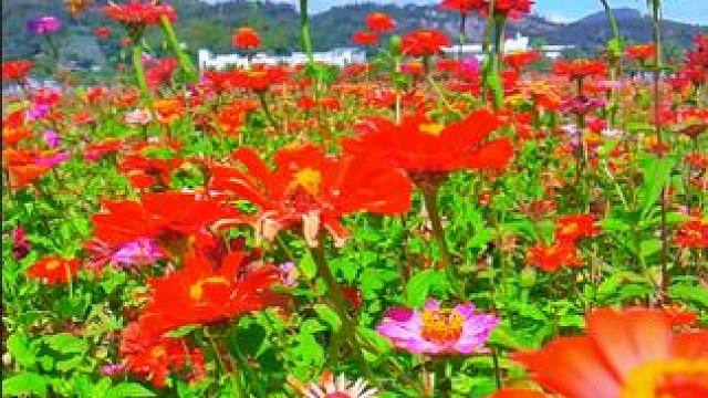 温州北塘花海，给你不一样的视觉盛宴。