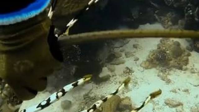 海底捉大龙虾 #国外视频分享 #海洋生物 #海底世界