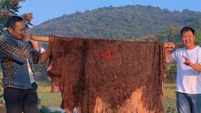 哥俩吃牛皮，烧洗炖都用了半天，把大哥嘴巴都巴起张不开！ #新农人计划2024 #治愈系乡村美食#乡村