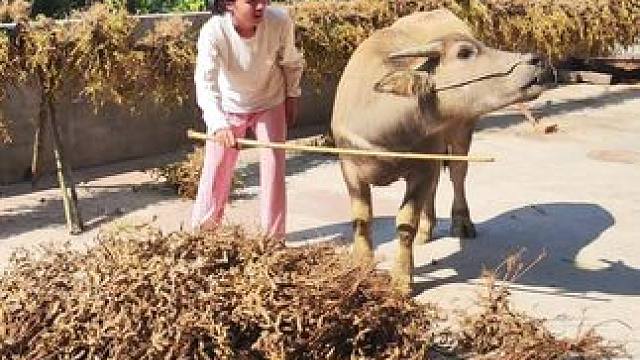 牛仔也要跟我一起来打黄豆啦#记录我的乡村生活 #田园生活 #放牛的生活