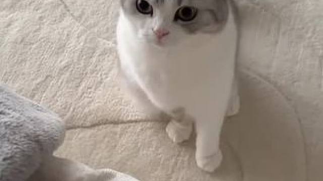 你们的猫会自己钻被窝吗#猫咪对主人有感情吗 #猫为什么喜欢趴在人身上 #记录猫咪日常