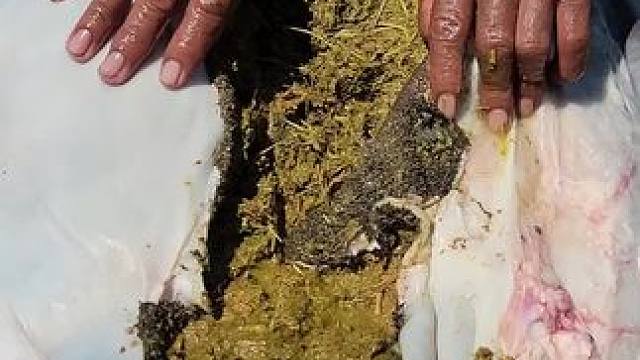 印尼雷斯大叔 #原始美味 #农村美食 #我的乡村生活 #乡村新农人 #大口吃肉的感觉太爽了