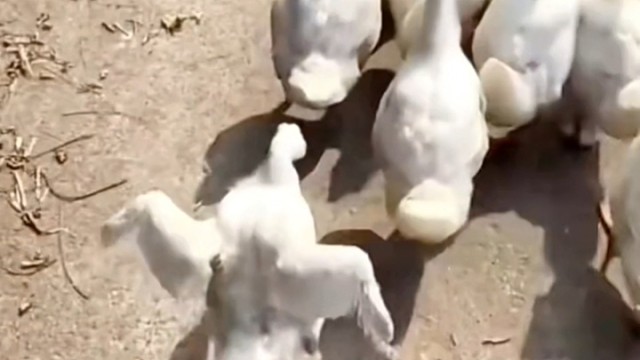 以为它生病了，原来是单纯有点欠炖…