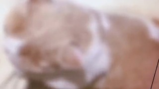煩死了，每次遇到這種東西都要評(píng)論，怕系統(tǒng)以為我不感興趣了