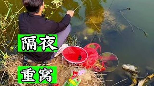 苦养重窝 竟被占 #钓鱼 #野钓 #户外野钓 #速散维它米#户外野钓