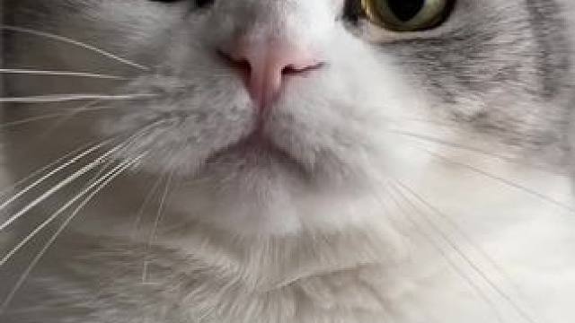 好歹我也是个官#记录猫咪日常 #猫咪的烦恼 #帮忙看一下这猫正经不