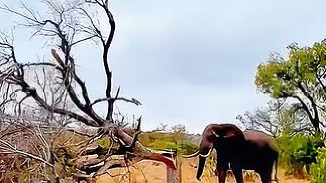 动物的迷惑行为~