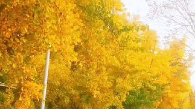 #银杏黄了 #落叶转场带来秋天之美