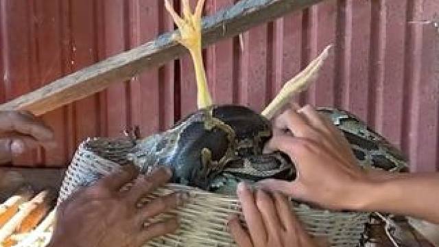 东南亚乡村生活