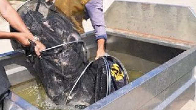 3分钟带你速通祥旺鲫鱼最强攻略（没有之一） 