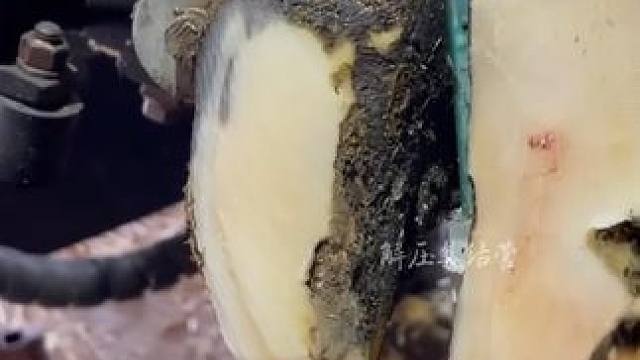 三个月前修理过的牛牛居然又有问题#解压 #修牛蹄